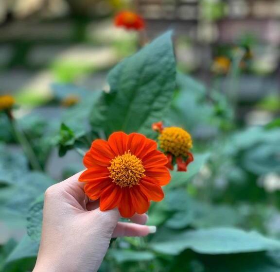 اتاق خانوادگی, Cherry Garden Homestay