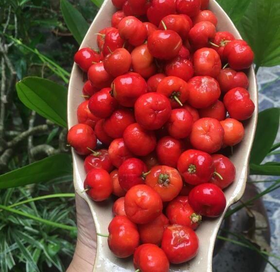 اتاق خانوادگی, Cherry Garden Homestay