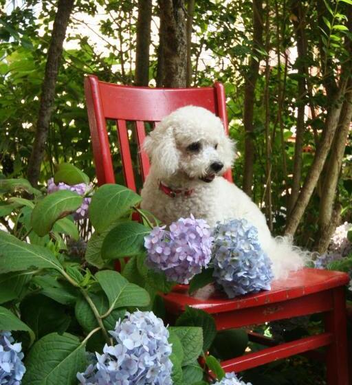 标准间, Hydrangea House Inn