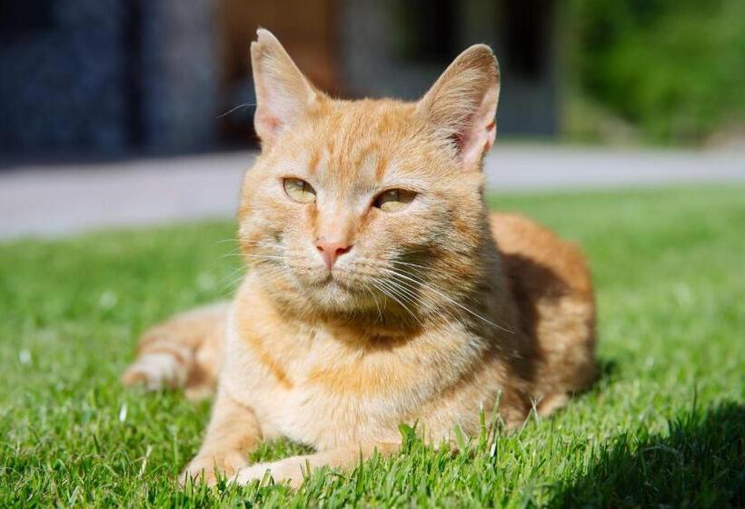 اتاق استاندارد با چشم‌انداز کوهستان, Turistična Kmetija čerček