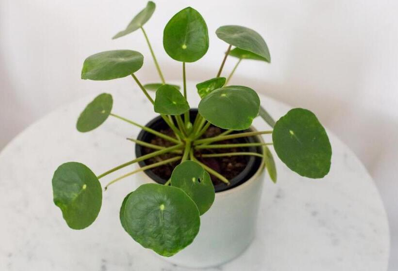 Deluxe Room Mountain View, Maison Montagne