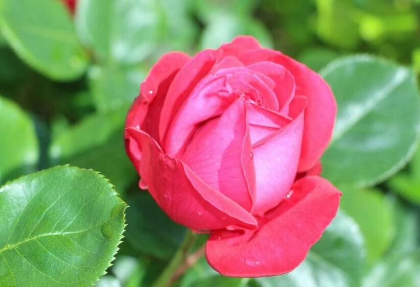 Номер Стандарт, La Cotinière