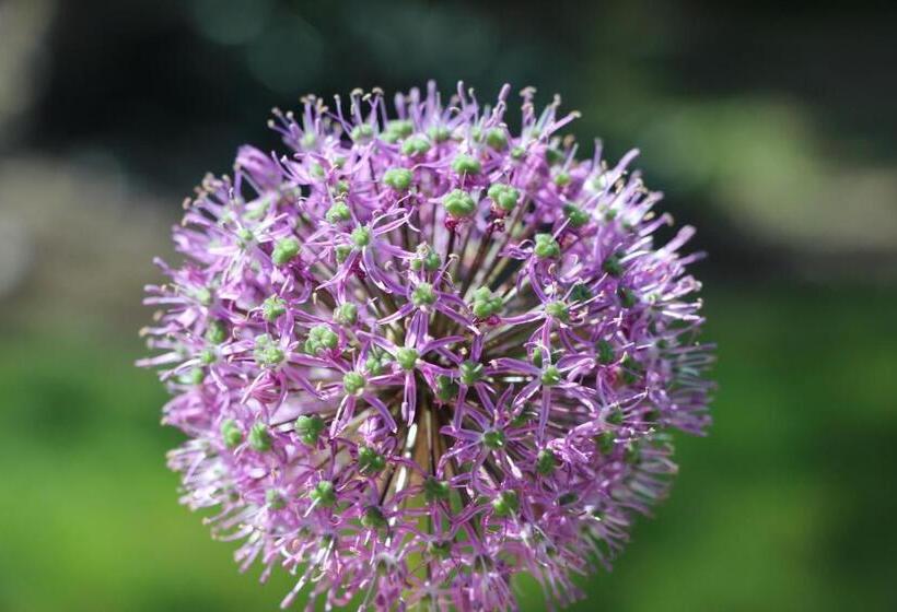 Номер Стандарт Трехместный, La Cotinière