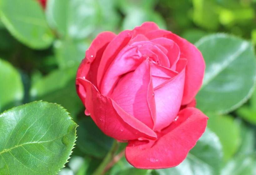 Номер Стандарт Трехместный, La Cotinière