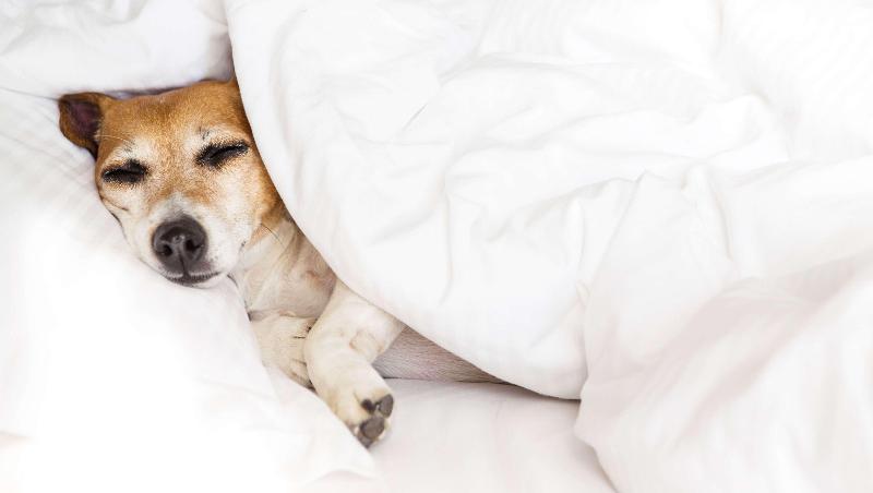 キングサイズベッドのスタンダードルーム, Jasper Ridge Inn Ishpeming