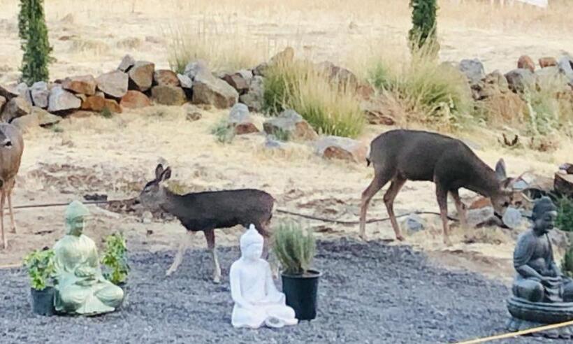 테라스 주니어 스위트, Quiet Mind Mountain Lodge, Retreat & Spa