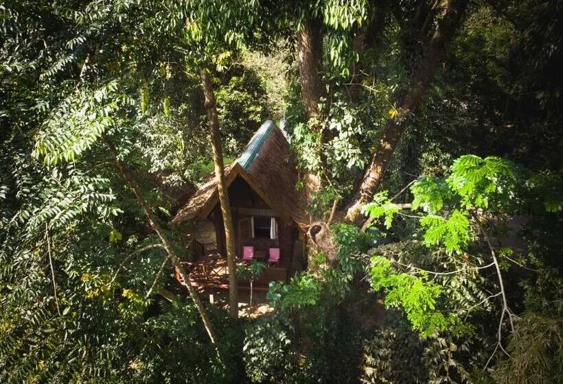 スタンダードバンガロー, Our Jungle House