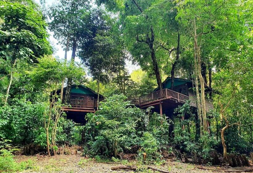 غرفة قياسية, Our Jungle House