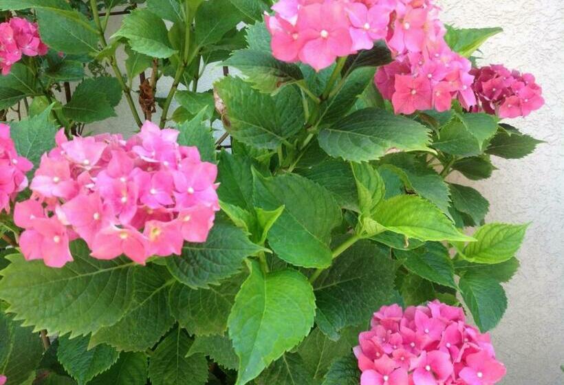 استودیو استاندارد با تخت کینگ, Apartman Mona