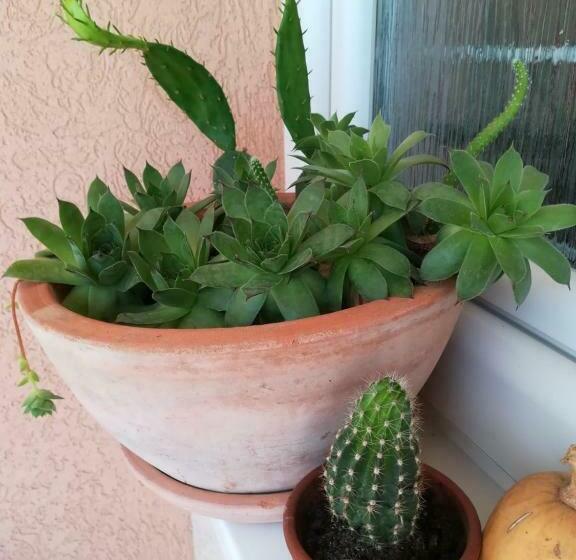 استودیو استاندارد با تخت کینگ, Apartman Mona