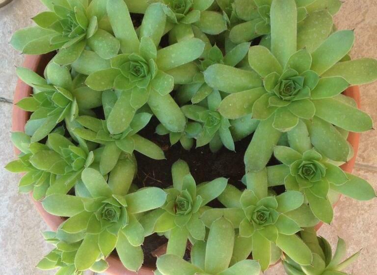 استودیو استاندارد با تخت کینگ, Apartman Mona