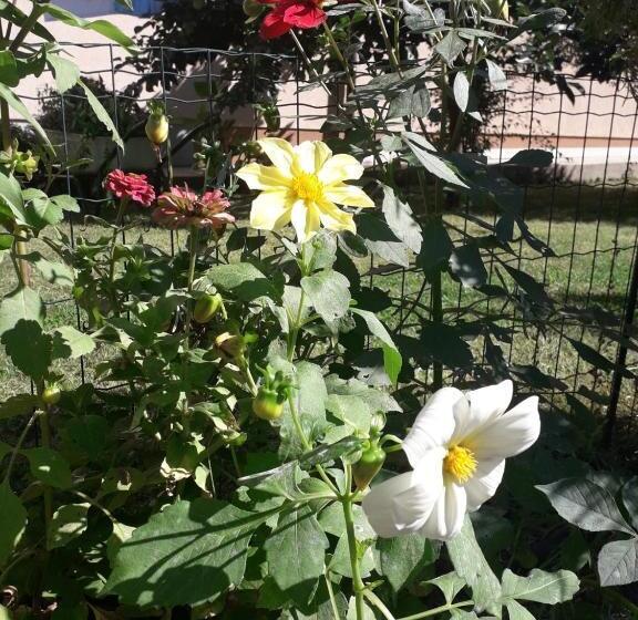 استودیوی استاندارد, Apartman Mona