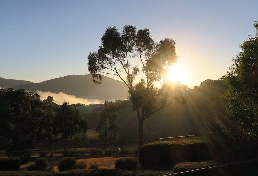 בקתת דלוקס בת חדר 1, The Black Sparrow