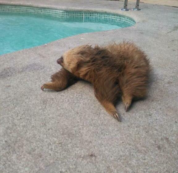 آپارتمان 2 خوابه, Arococles