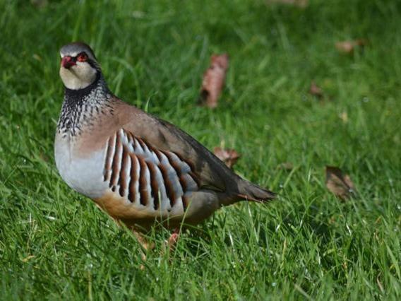 标准工作室, Cotenham Barn