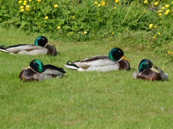 标准工作室, Cotenham Barn