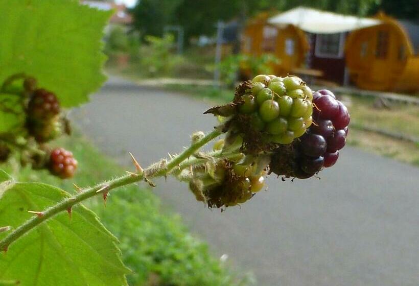 Номер Стандарт Совместная Ванная, Bliesbrück