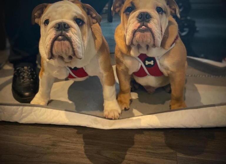 클래식 룸, Ye Olde Fighting Cocks