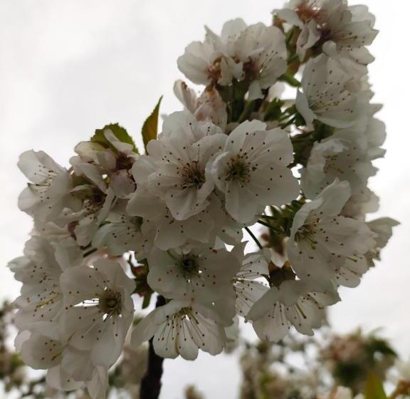 اتاق سوپریور سه تخته, La Bouganville B&b