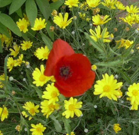 Апартаменты 1 Спальня, Agriturismo D  Epoca La Marianella