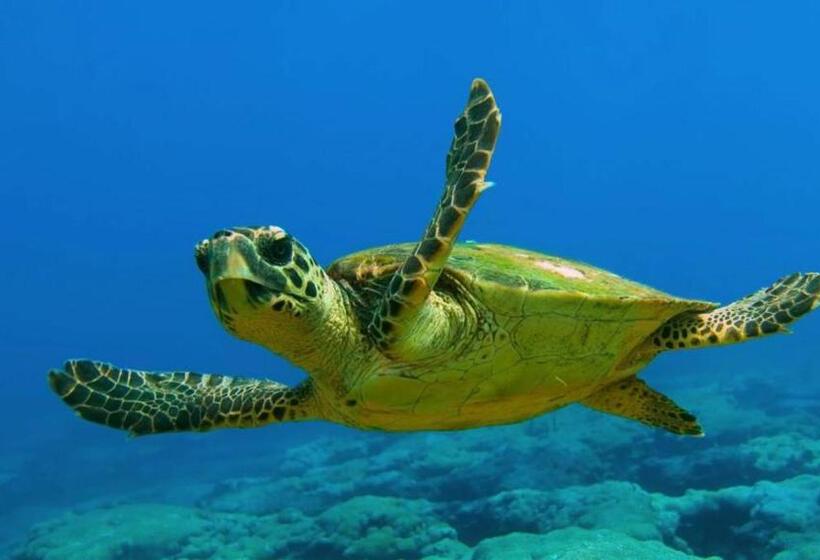 デラックストリプルルーム, B&b Il Melograno Antico Con Terrazza E Giardino