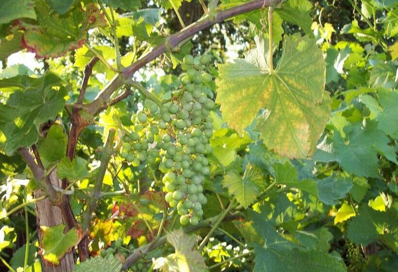 דירת חדר, Vakantie Appartementen Engelen