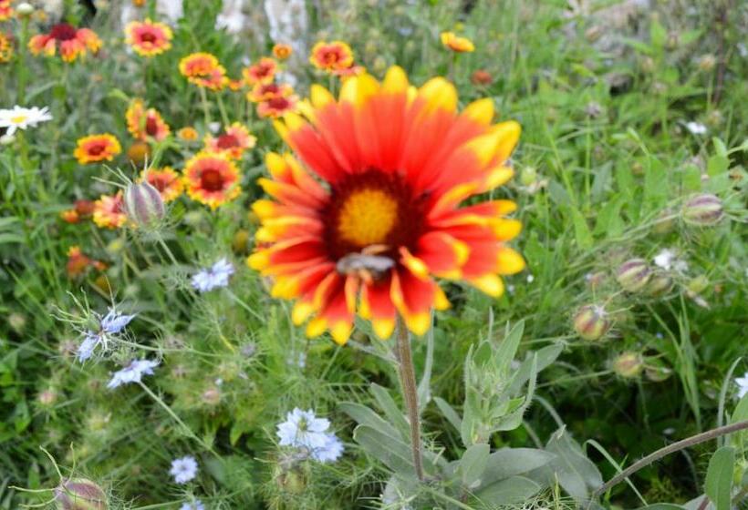 غرفة قياسية, The Old House Guest House