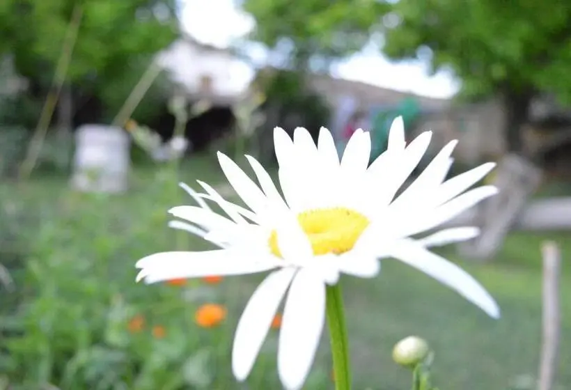 スタンダードルーム, The Old House Guest House