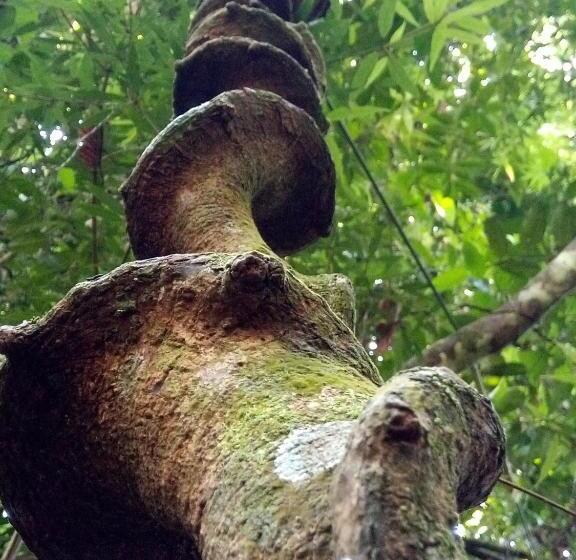 디럭스 패밀리 룸, Evergreen Villa  Sinharaja