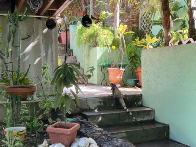 اتاق خانوادگی, The Green Iguana