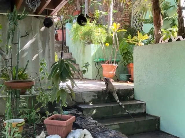 اتاق خانوادگی, The Green Iguana