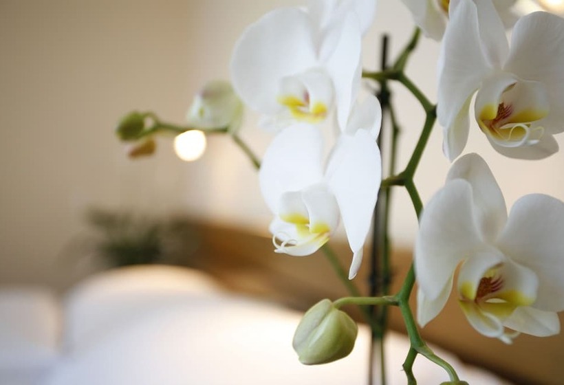 수피리어 룸, Ambassador Self Check In