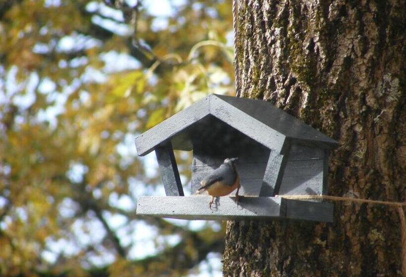 豪华家庭房间, Lou Papagai