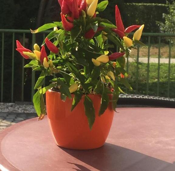 آپارتمان 1 خوابه, Villa Bella Apartman