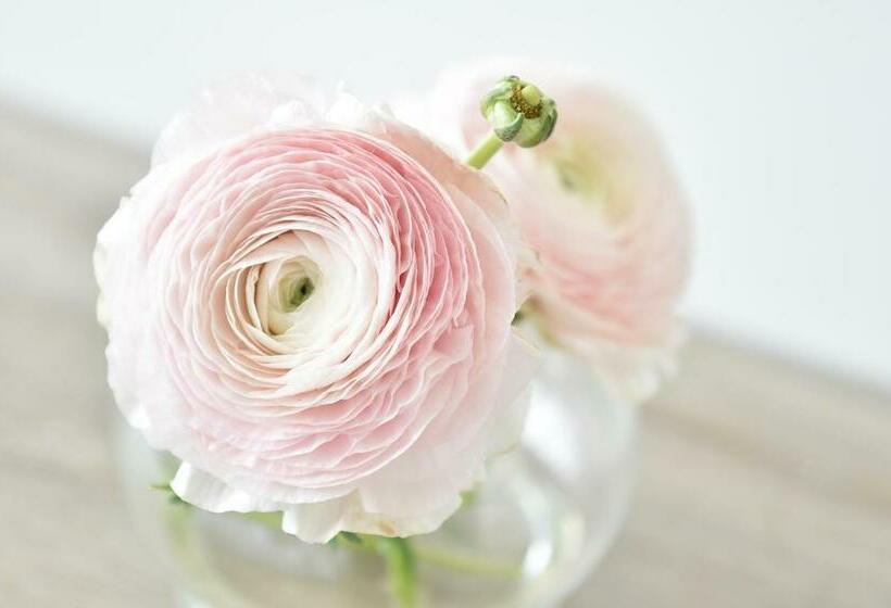 חדר סטנדרט, De Minnetuin