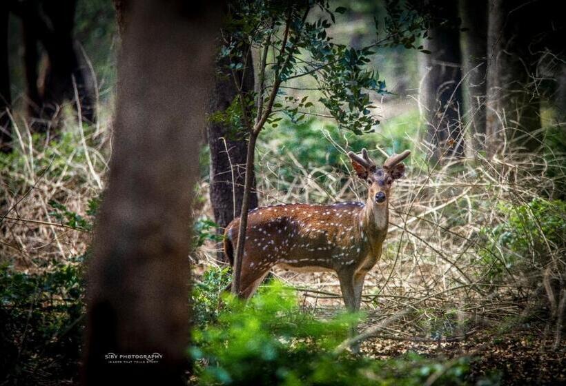 标准平房, Davis Farm House