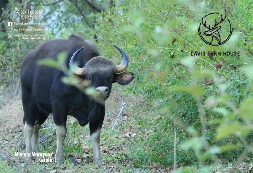 标准平房, Davis Farm House