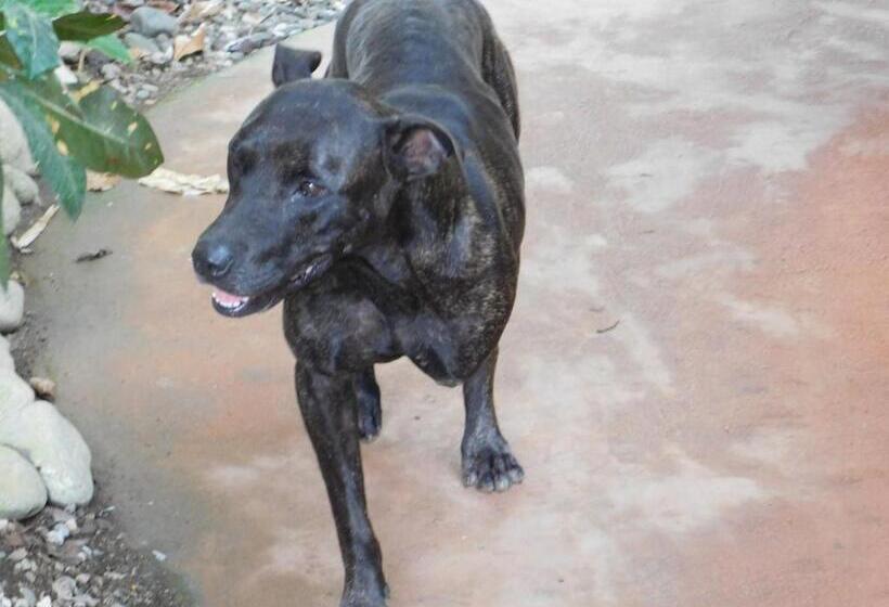 اتاق سوپریور با چشمانداز دریا, Cabinas Jimenez