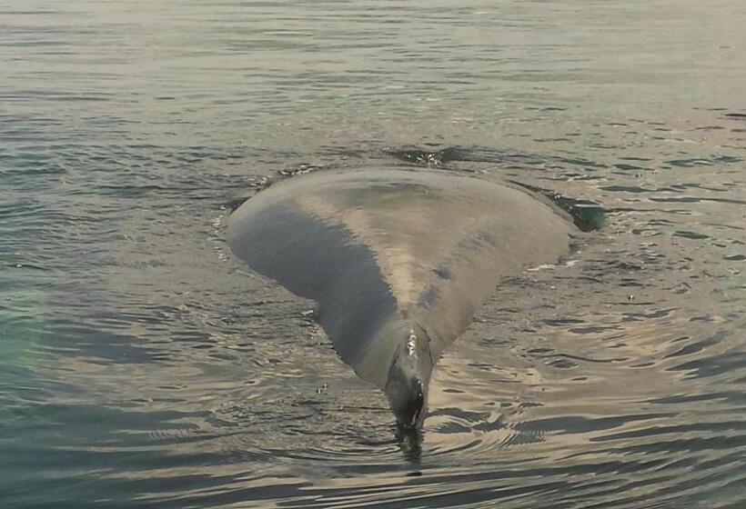 اتاق خانوادگی, Cabinas Jimenez