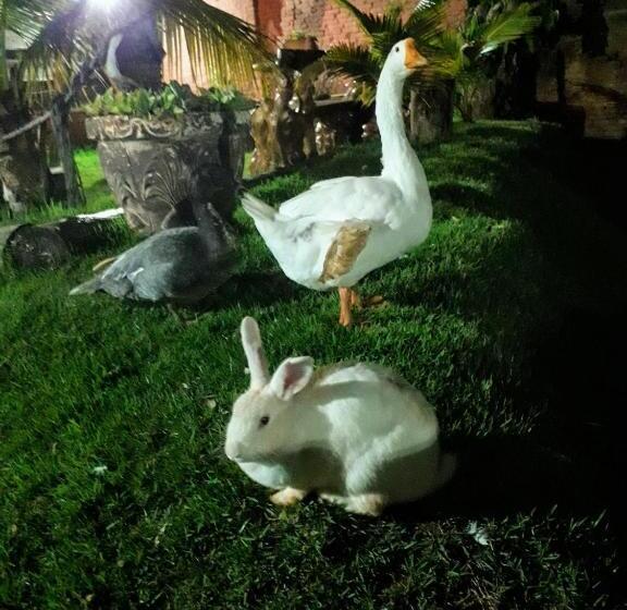 اتاق استاندارد یک نفره, Pousada Flores Em Vida