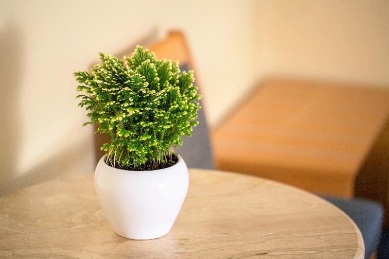 חדר סטנדרט יחיד, Telioni