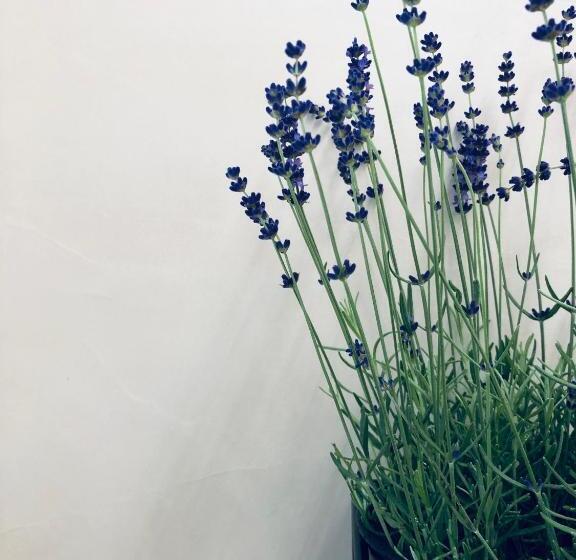 سوییت با چشمانداز باغ, Suites Le Porte Bonheur