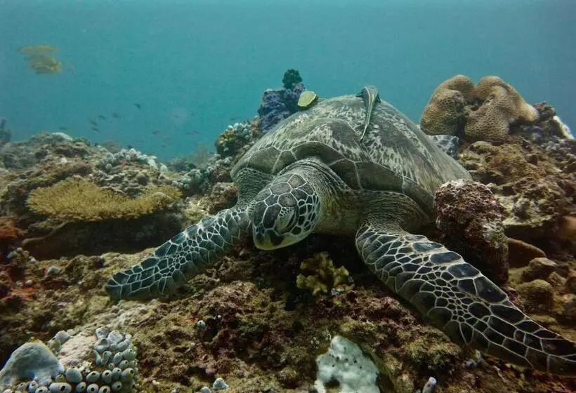 اتاق پرمیوم با چشم‌انداز دریا, Perhentian Island Resort