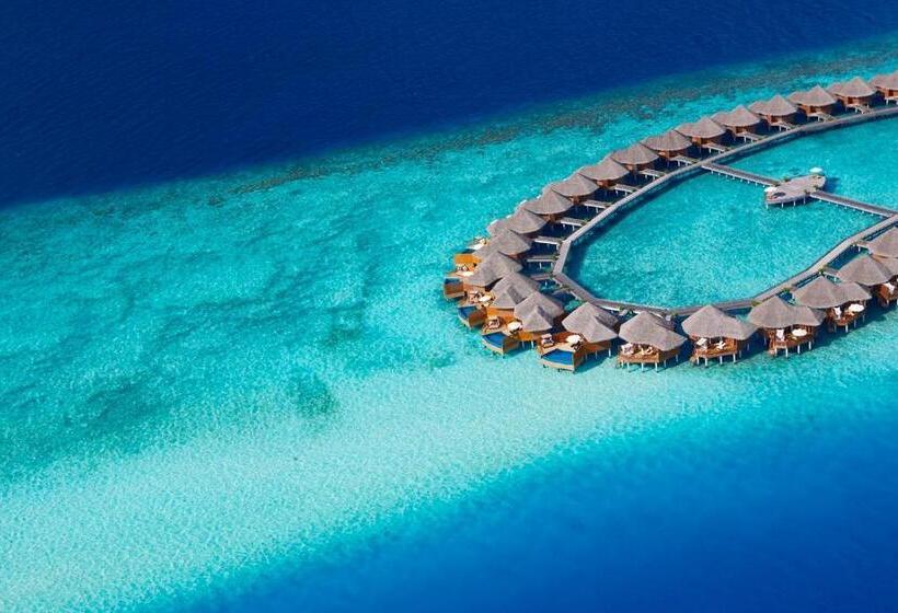 ویلای یک اتاق خوابه با استخر شنا, Baros Maldives