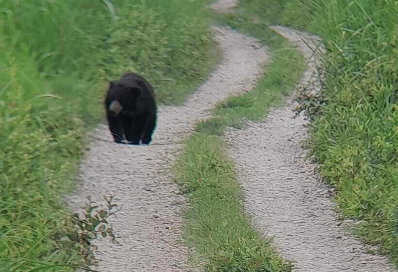 اتاق اکونومی, Crocodile Safari Camp