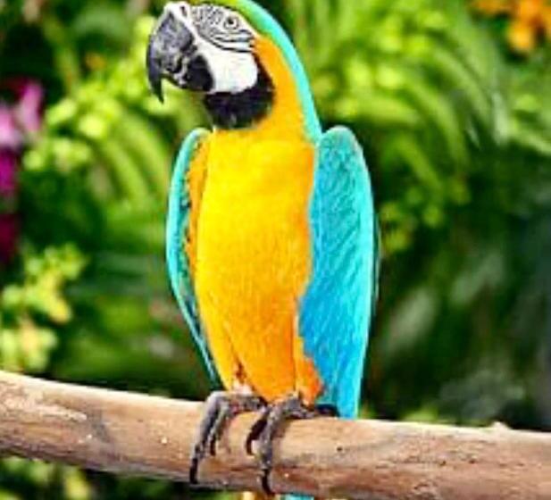 جناح عائلي, Mariposa Jungle Lodge