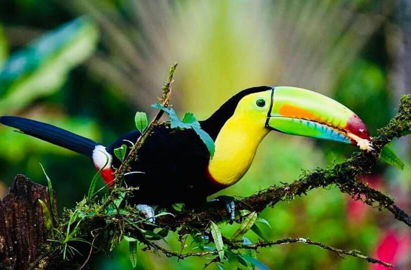 غرفة ديلوكس رباعية, Mariposa Jungle Lodge