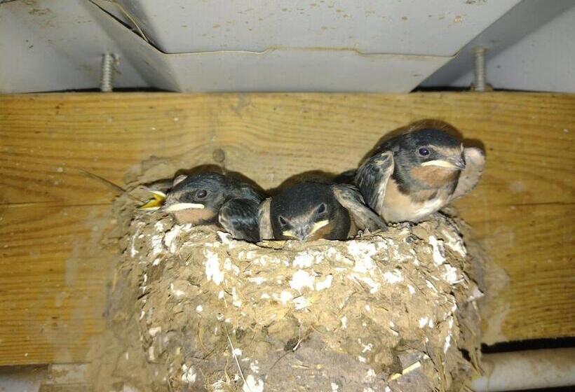 منزل غرفة نوم واحدة, Moulin De Moxhe Micro Gîte Et Gîte Bed & Dreams