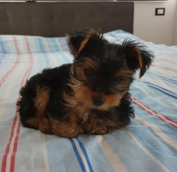 آپارتمان 2 خوابه, Rooms & Apartments Giulia