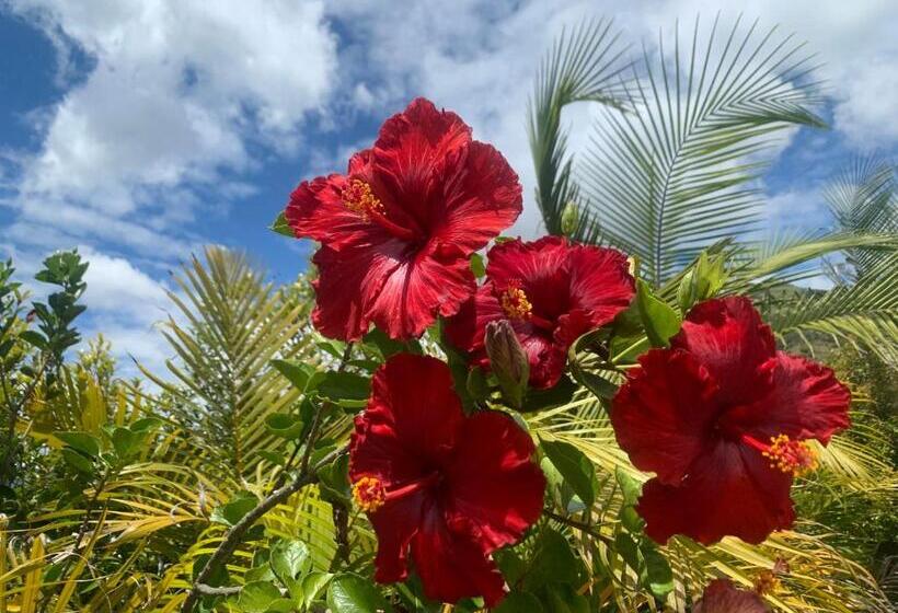 بنجلو ديلوكس, Campestre Mirador Calopala